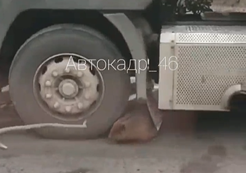 В Курской области бобер под фурой остановил движение транспорта