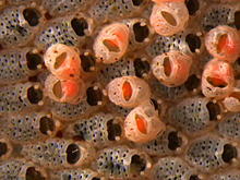 Биологи выяснили, что помогло мшанкам прожить на Земле почти 500 миллионов лет