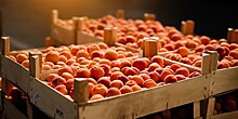 Цены на абрикосы упали в Армении: что ждет рынок?