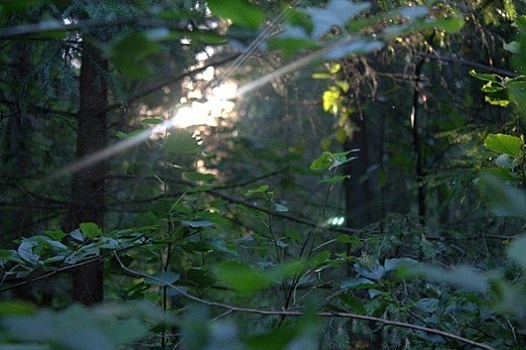Леса – «лёгкие» Москвы и Московской области, часть 1