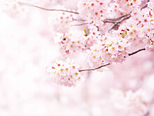 Цветущий вишневый сад в Китае привлек толпы туристов