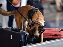 Служебная собака на Шереметьевской таможне обнаружила в багаже пассажира 1 г марихуаны