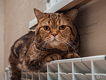 Сибирский город начал отопительный сезон с почти полностью изношенными теплосетями