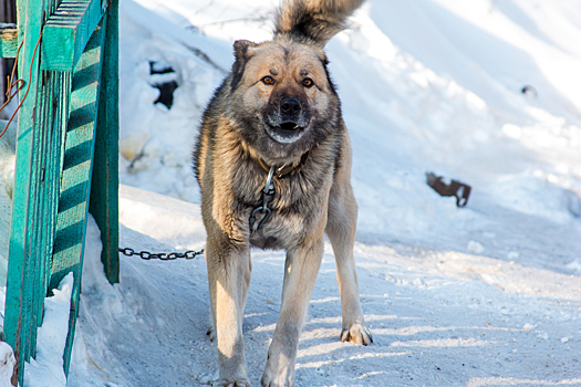 Глава кузбасского города призвал владельцев привязывать своих собак из-за отлова