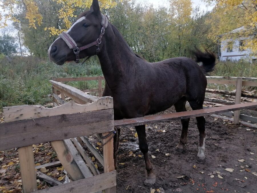 Знаменитая лошадь на самовыгуле попала в аварию в Костроме