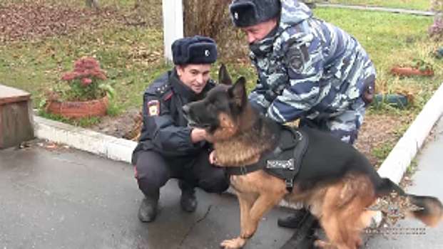 «Мой ласковый и нужный зверь». Служебно-розыскная собака из Марий Эл стала призером международной премии