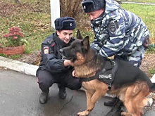 «Мой ласковый и нужный зверь». Служебно-розыскная собака из Марий Эл стала призером международной премии