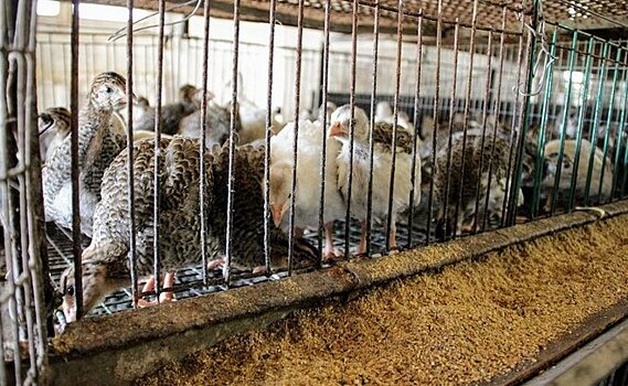 Власти Татарстана призвали срочно забивать уток, гусей и кур, достигших товарного вида