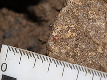 В Каповой пещере найдена тропа доисторического художника