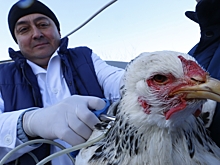 Роспотребнадзор оценил ситуацию с птичьим гриппом