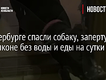 В Краснодаре прохожий выстрелил в собаку