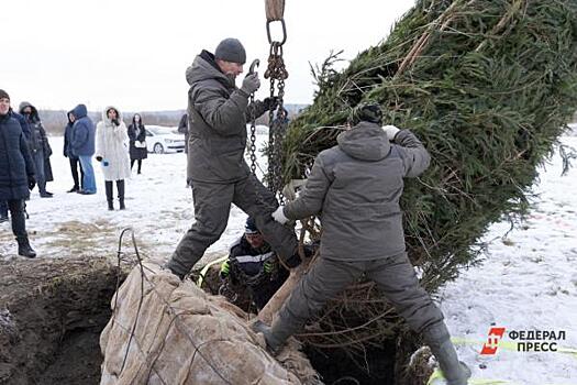 Мэрия Екатеринбурга намерена и дальше ставить живую ель в ледовом городке