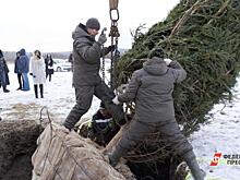 Мэрия Екатеринбурга намерена и дальше ставить живую ель в ледовом городке