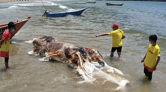 «Вымерло много тысяч лет назад»: какого животного выбросило на пляж в Малайзии