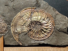 На берегу Унжи в Костромской области нашли окаменелость редкого моллюска юрского периода