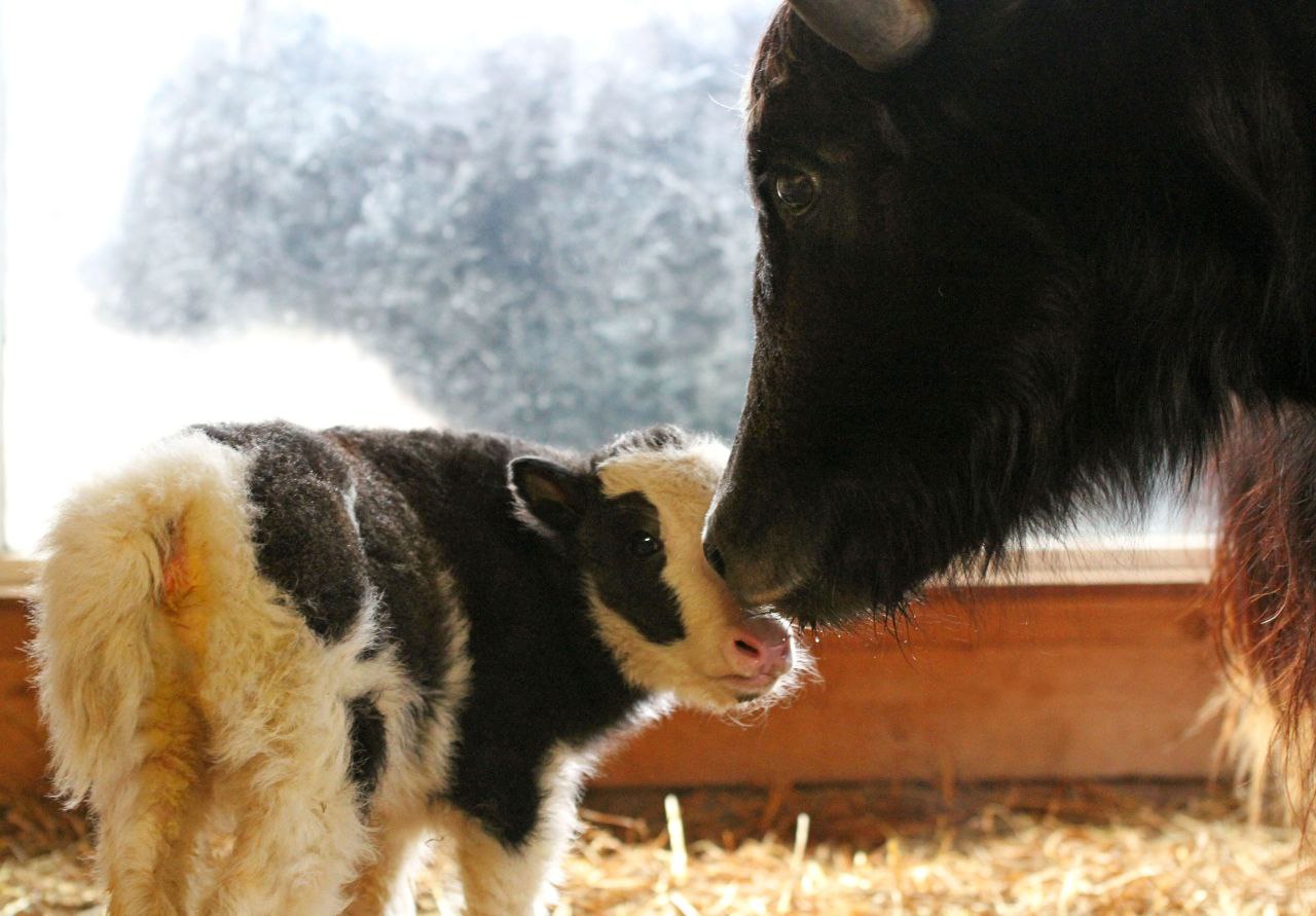 Детеныш родился у пары яков в нижегородском зоопарке «Лимпопо»