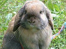 Россиян призвали не дарить живых кроликов на Новый год