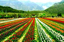 Туристам во всей красе открылся сад тюльпанов в Джамму и Кашмире
