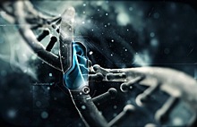 Влияют ли гены на продолжительность жизни?