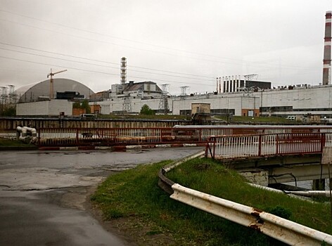 Чернобыльских животных сняли на видео и пересчитали