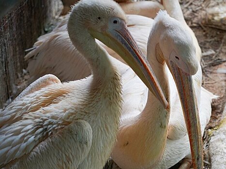 Птенцы редких кудрявых пеликанов появились на свет в Московском зоопарке