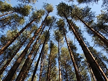 В Ярославской области вновь запретили ходить в лес