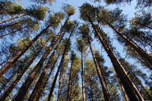 В Ярославской области вновь запретили ходить в лес
