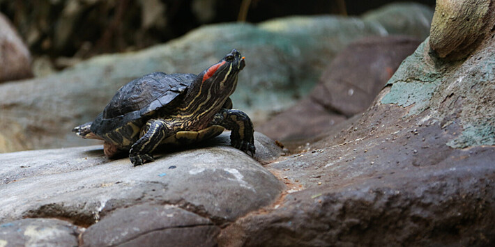 Двухголовая черепаха отпраздновала 25-й день рождения