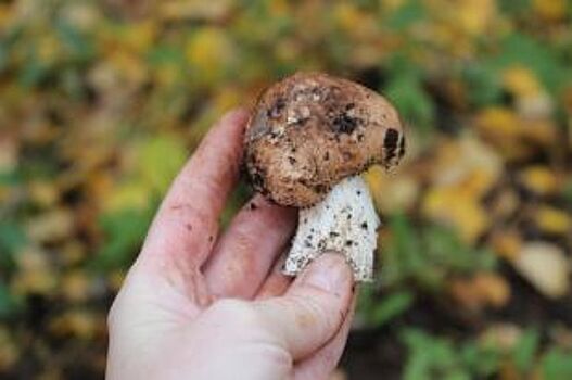 Какие грибы сейчас можно собирать в Волго-Ахтубинской пойме?