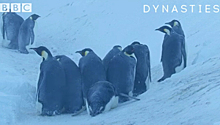 Документалисты спасли пингвинов, нарушив главное правило своей профессии