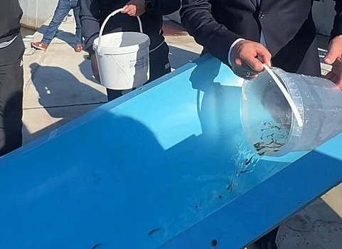 В Бурятии выпустили мальков хариуса в Байкал