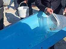 В Бурятии выпустили мальков хариуса в Байкал