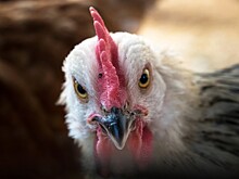 «Куриное царство» нарушило природоохранное законодательство
