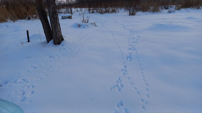 В Кировских лесах начинается перепись диких животных