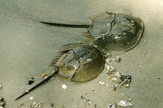 Ученые нашли вещества для лечения меланомы в пауках и мечехвостах