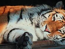 Амурский тигр Амадей умер в Ленинградском зоопарке