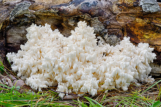 Местный житель нашел в лесу на Урале редкий дорогой гриб