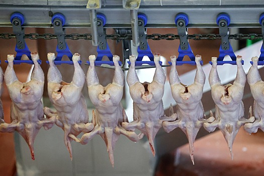 Ставрополье в семь раз увеличило экспорт мяса птицы в ОАЭ