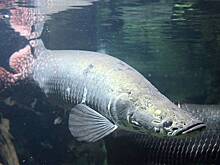 Пойманная в реке гигантская рыба длиной 2,5 метра напугала специалистов