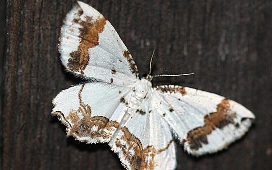 В Рязанской области обнаружили редкую бабочку эверсманнию украшенную