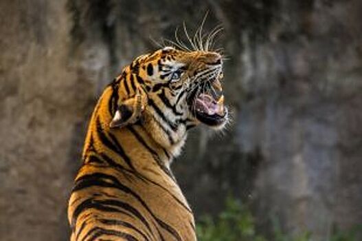 В Ярославском зоопарке поселилась амурская тигрица Яшма