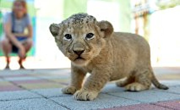 Один из самых кровавых фильмов стал хитом в кинотеатрах Бишкека