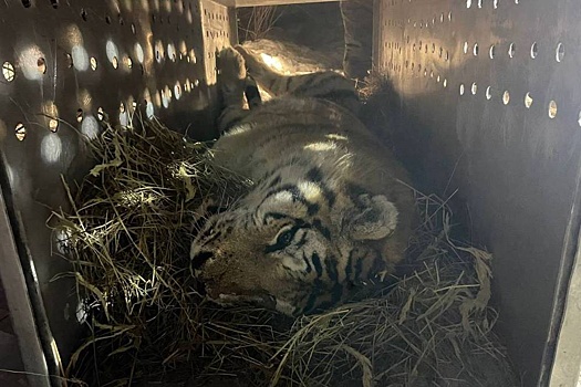 Раненого тигра отловили в Хабаровском крае
