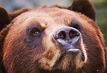 В РФ призвали запретить охоту на медведей