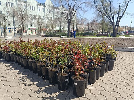 В Оренбурге в сквере у Дома Советов высаживают кусты белых и красных роз
