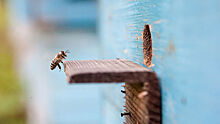 Глава общества пасечников опроверг массовую гибель пчел: кто-то хочет продать мед подороже