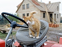 Каждая двадцатая ипотека выдавалась на строительство дома