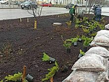 В Кирове клумбы оформят по-новому