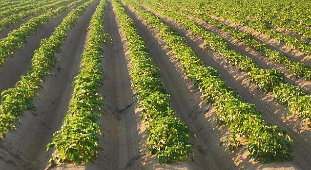 Великолепная картофельная пятерка Чувашии выполняет импортозамещение сортов