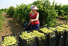 Крым вышел на третье место в России по сбору винограда